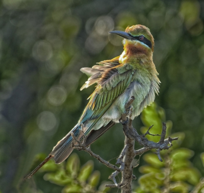 Blue-tailed Bee-eater